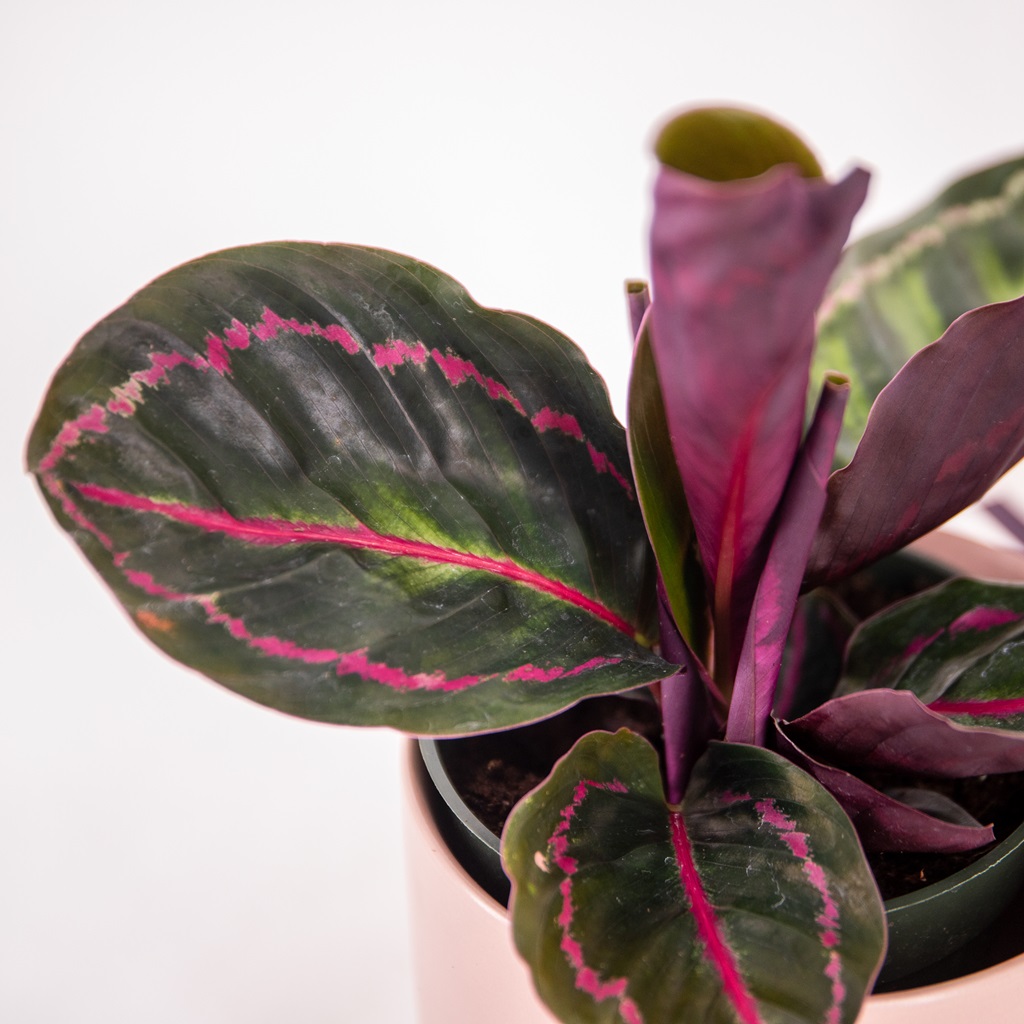 Calathea Roseopicta Surprise Star Online