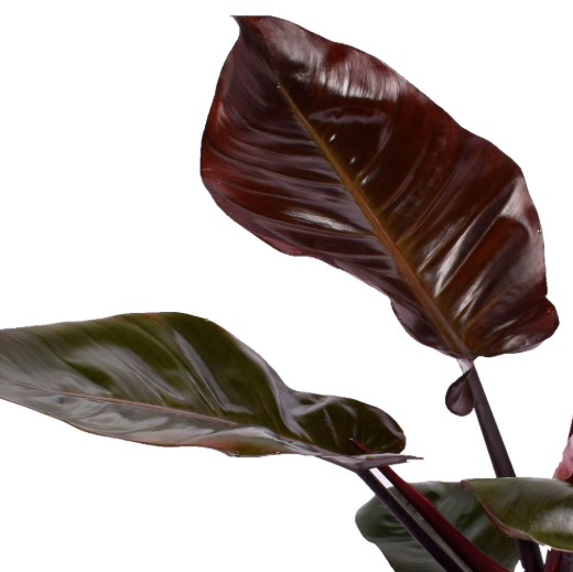 Philodendron Imperial Red Online