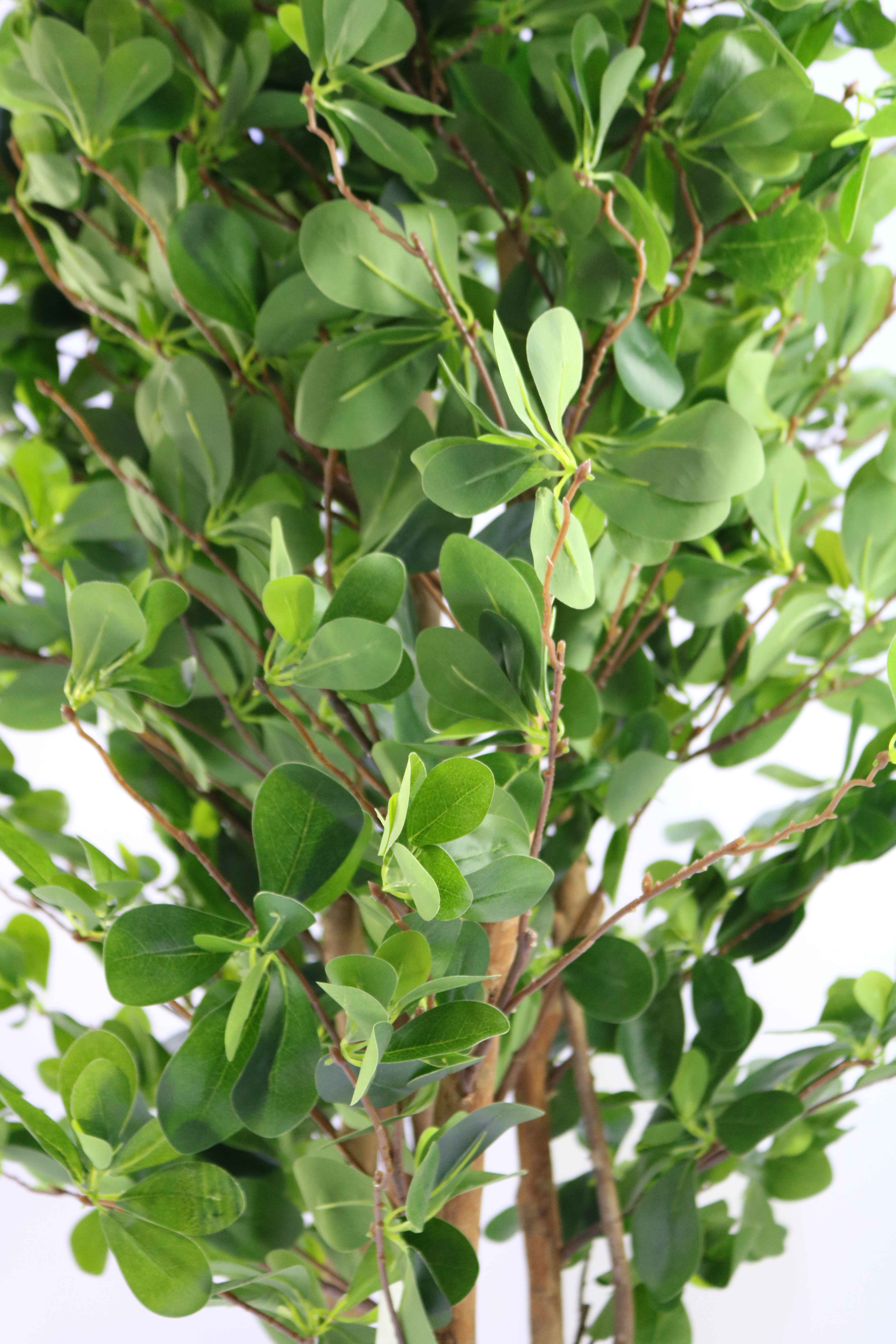 ORIENT FICUS 120 CM Online