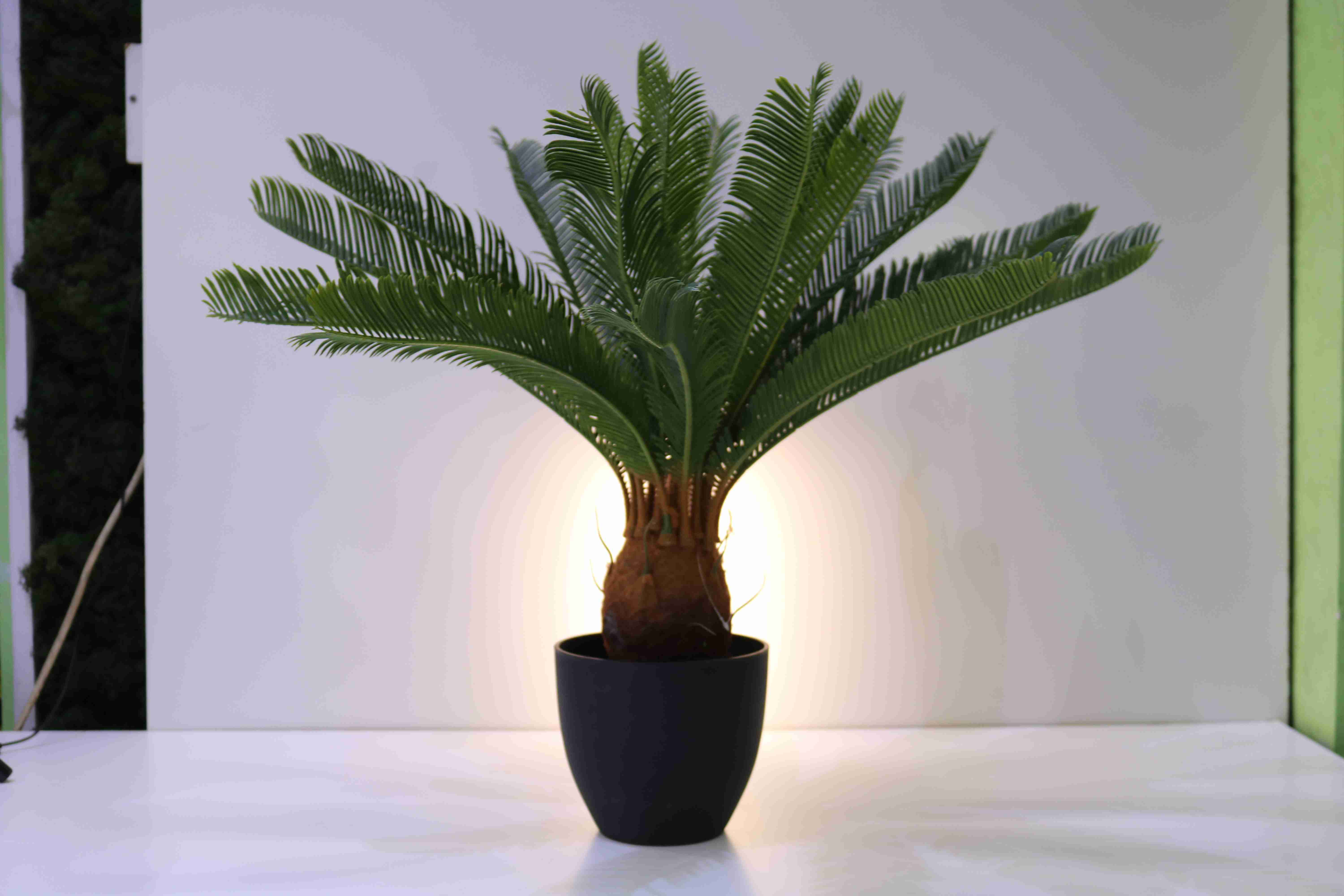 CYCAS 72 CM Online