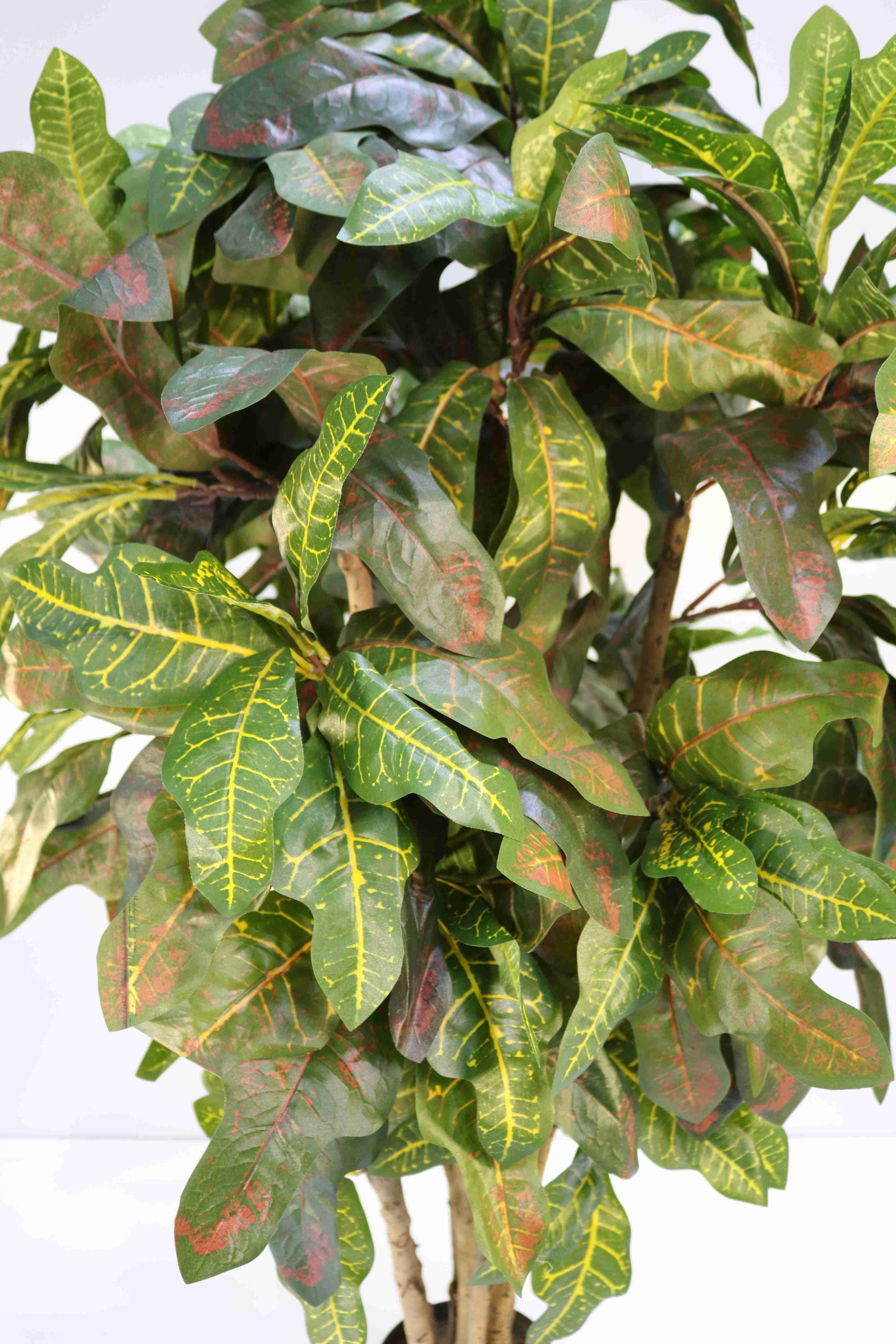 CROTON PETRA 120 CM Online