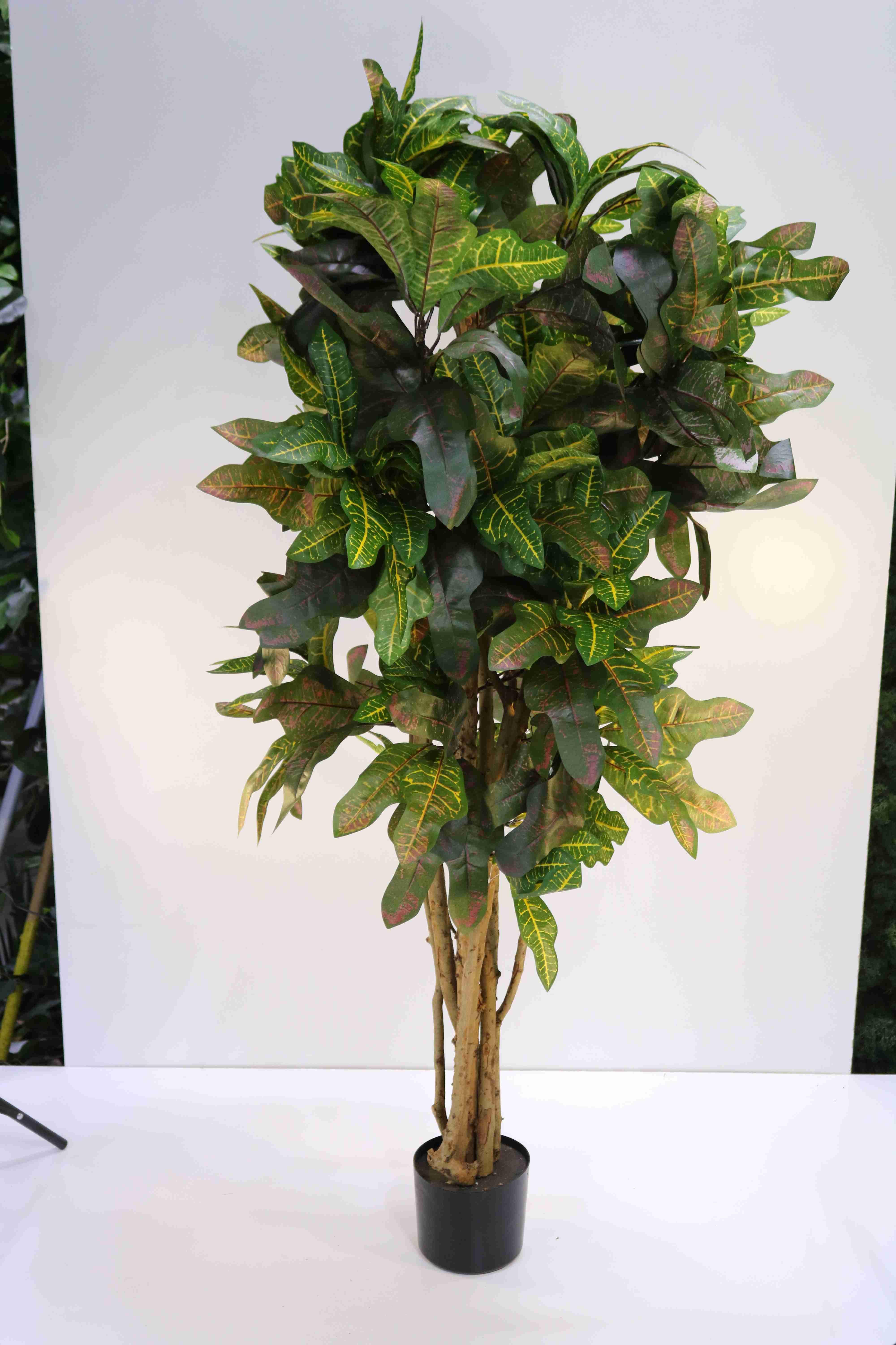 CROTON PETRA 150 CM Online