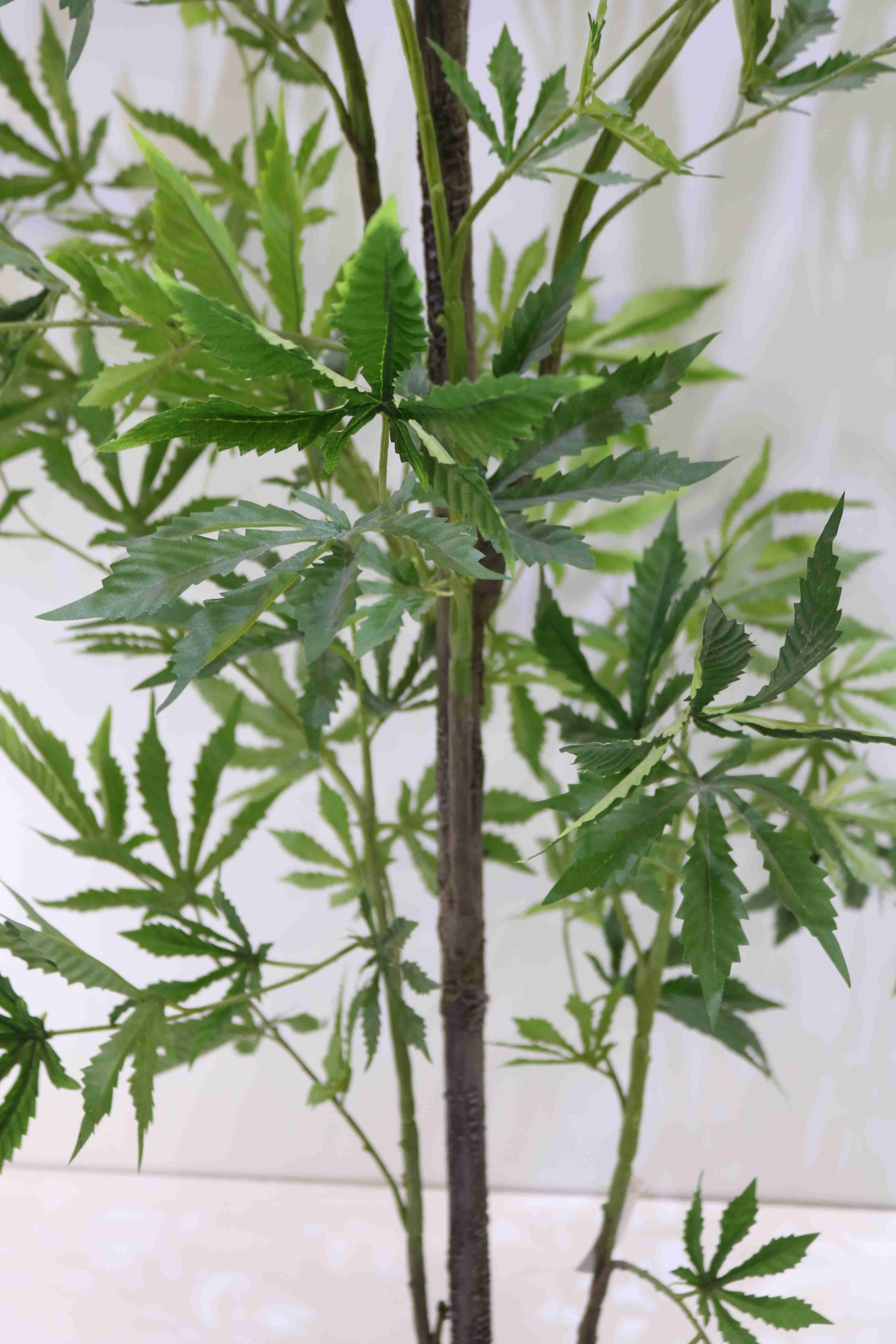 MARIJUANA 120 CM Online