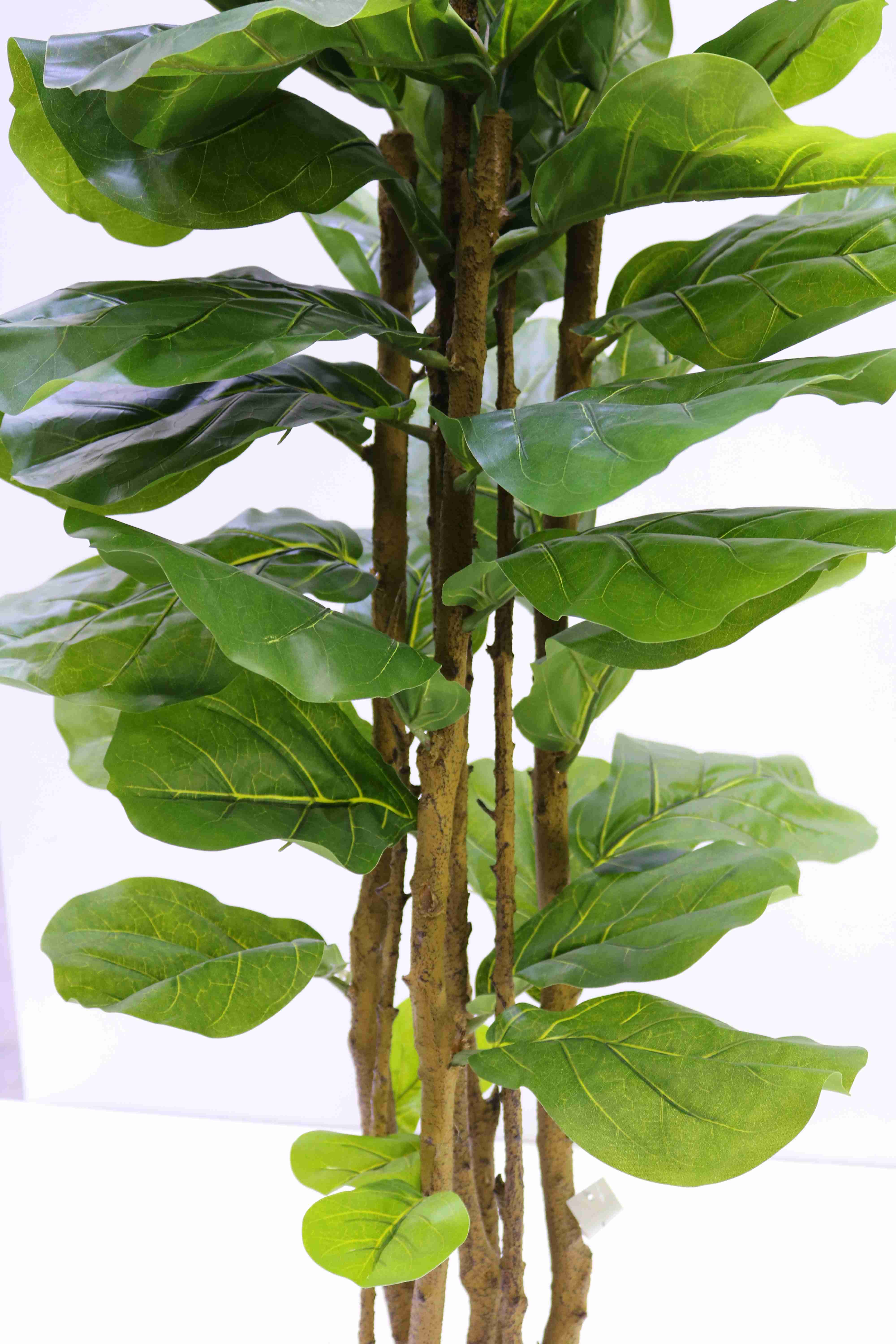 FIDDLE LEAF PLANT 120 CM Online