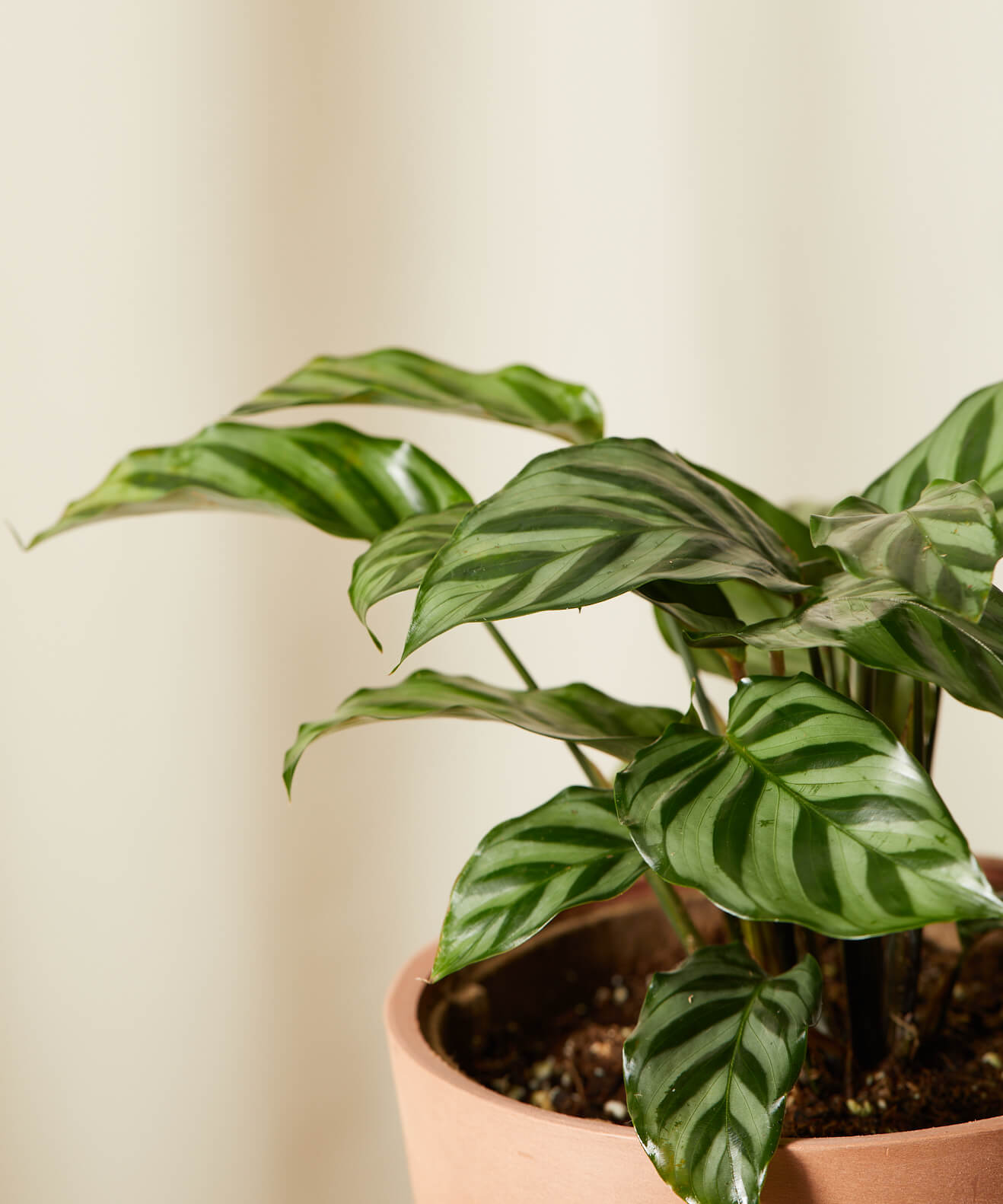 Calathea Freddie Online