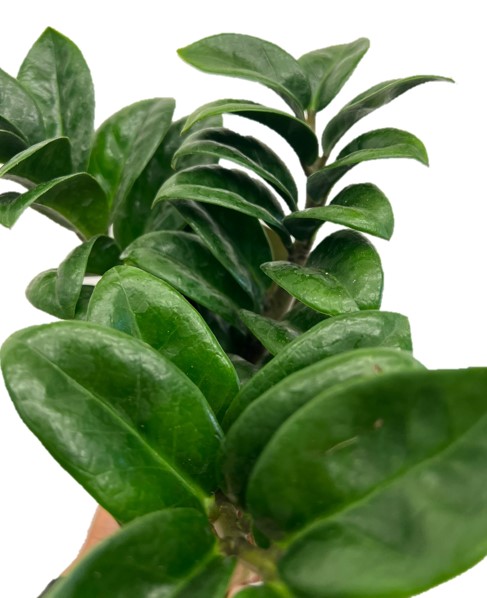 Zamioculcas Zenzi Online