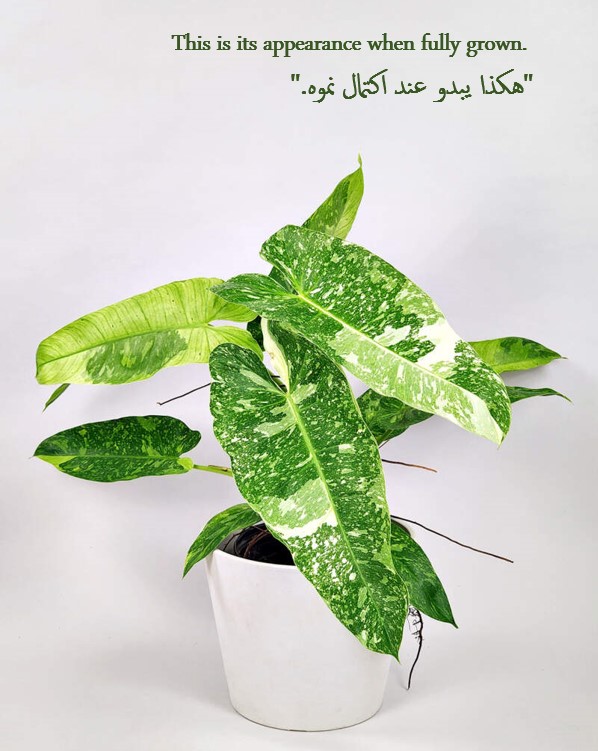 فيلوديندرون خوسيه بوينو Online