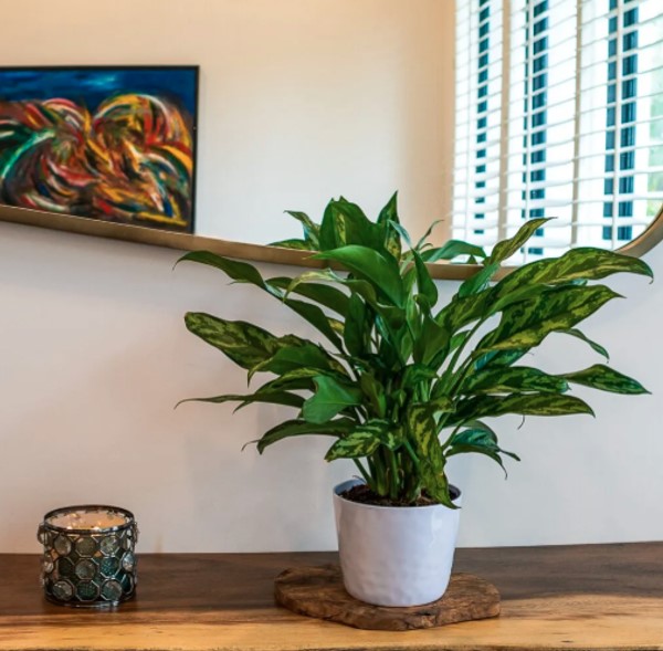 Aglaonema Maria Online