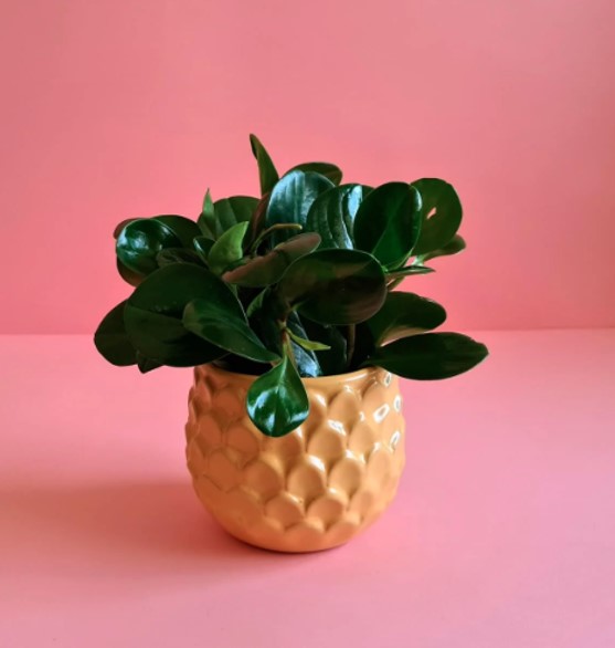 Peperomia Obstusifolia Online