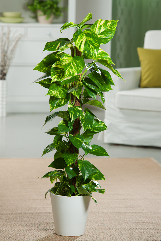 Epipremnum Pinnatum Mosstick  Online
