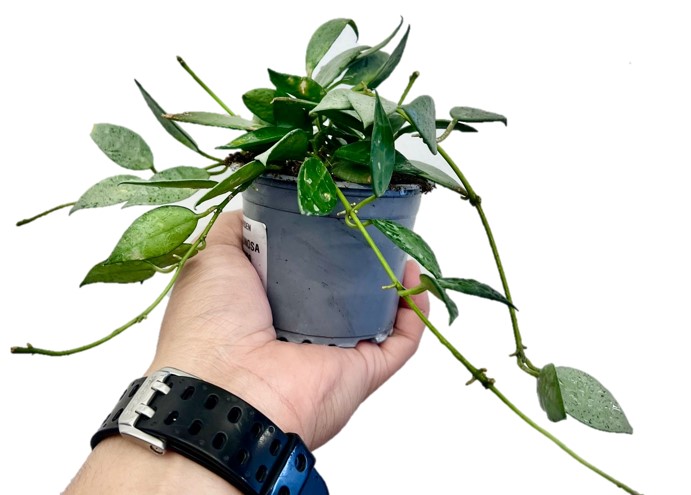 Hoya Calunosa Online