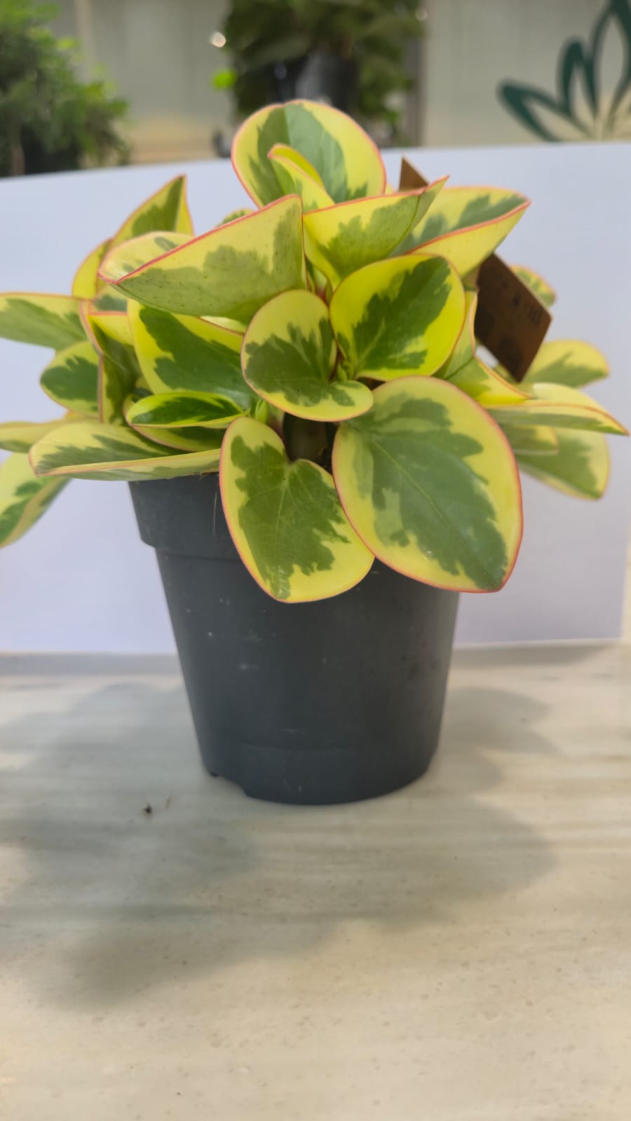 PEPEROMIA CARE Online