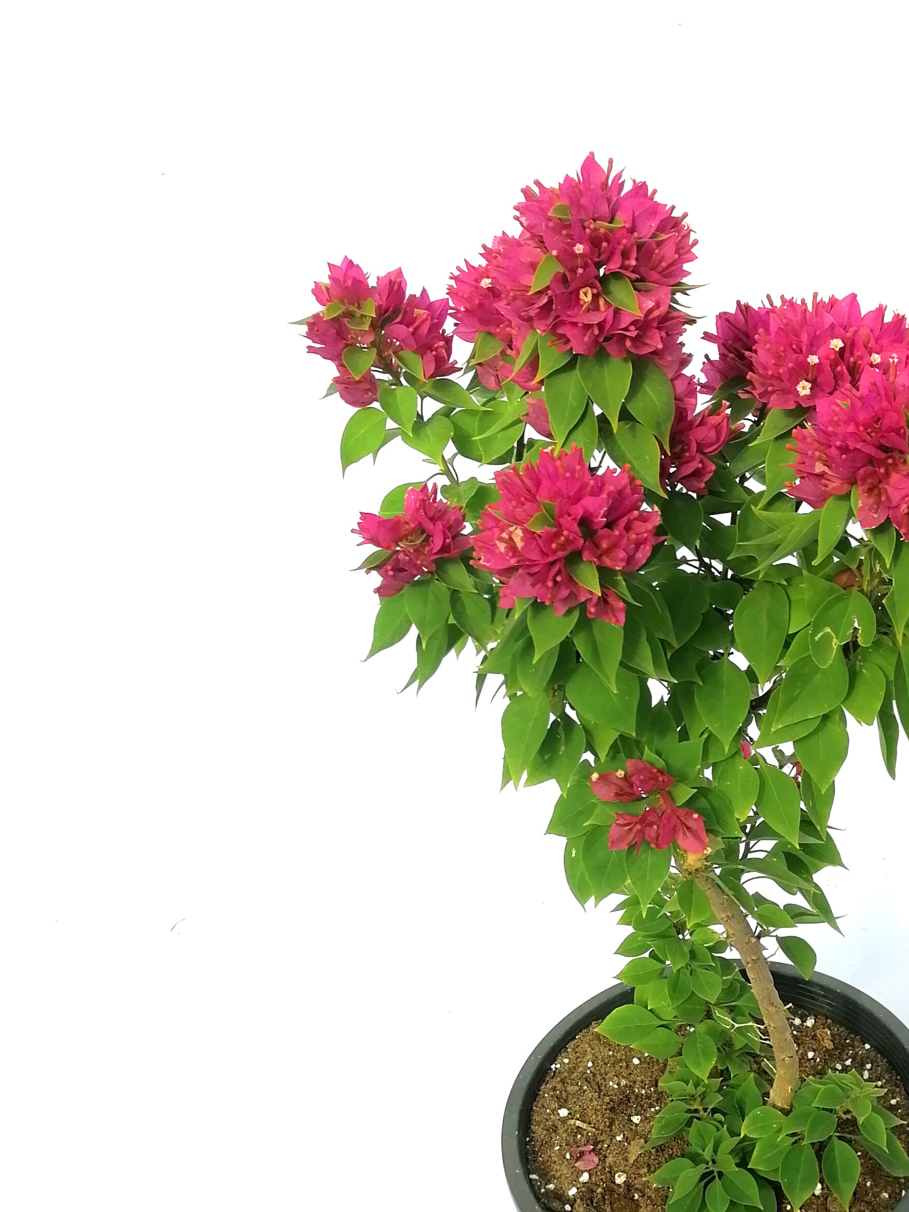 Bougainvillea Online