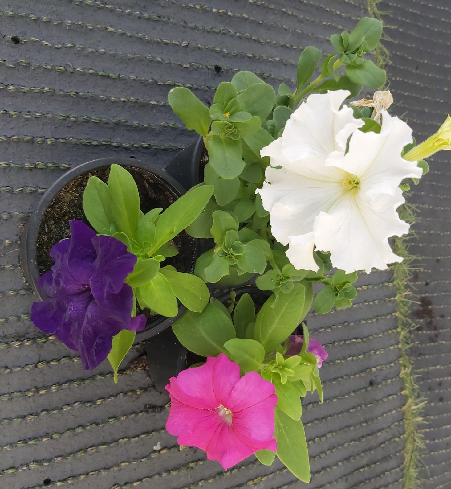 Petunia Mixed 15 PCS Online