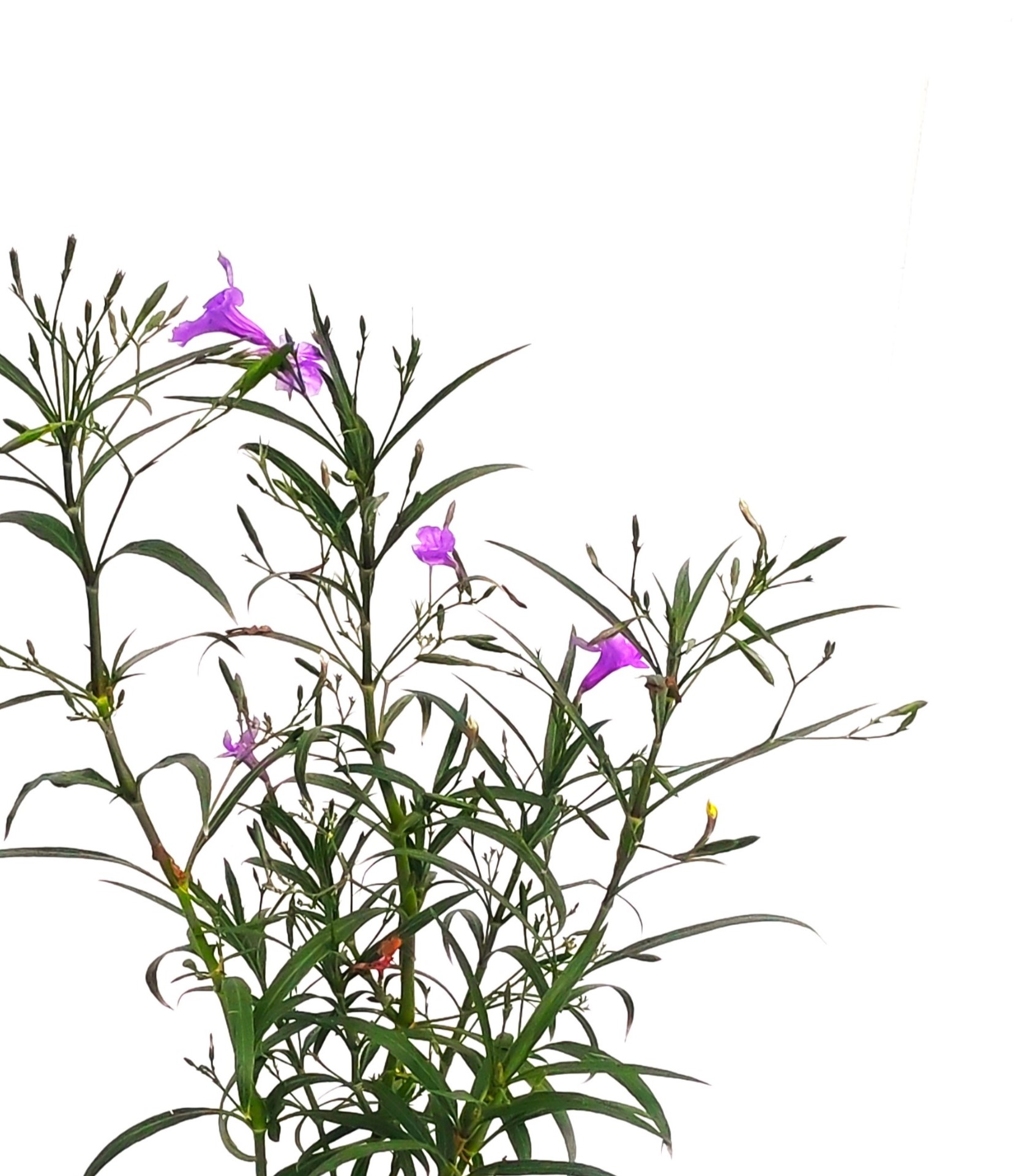 Ruellia Tuberosa Online