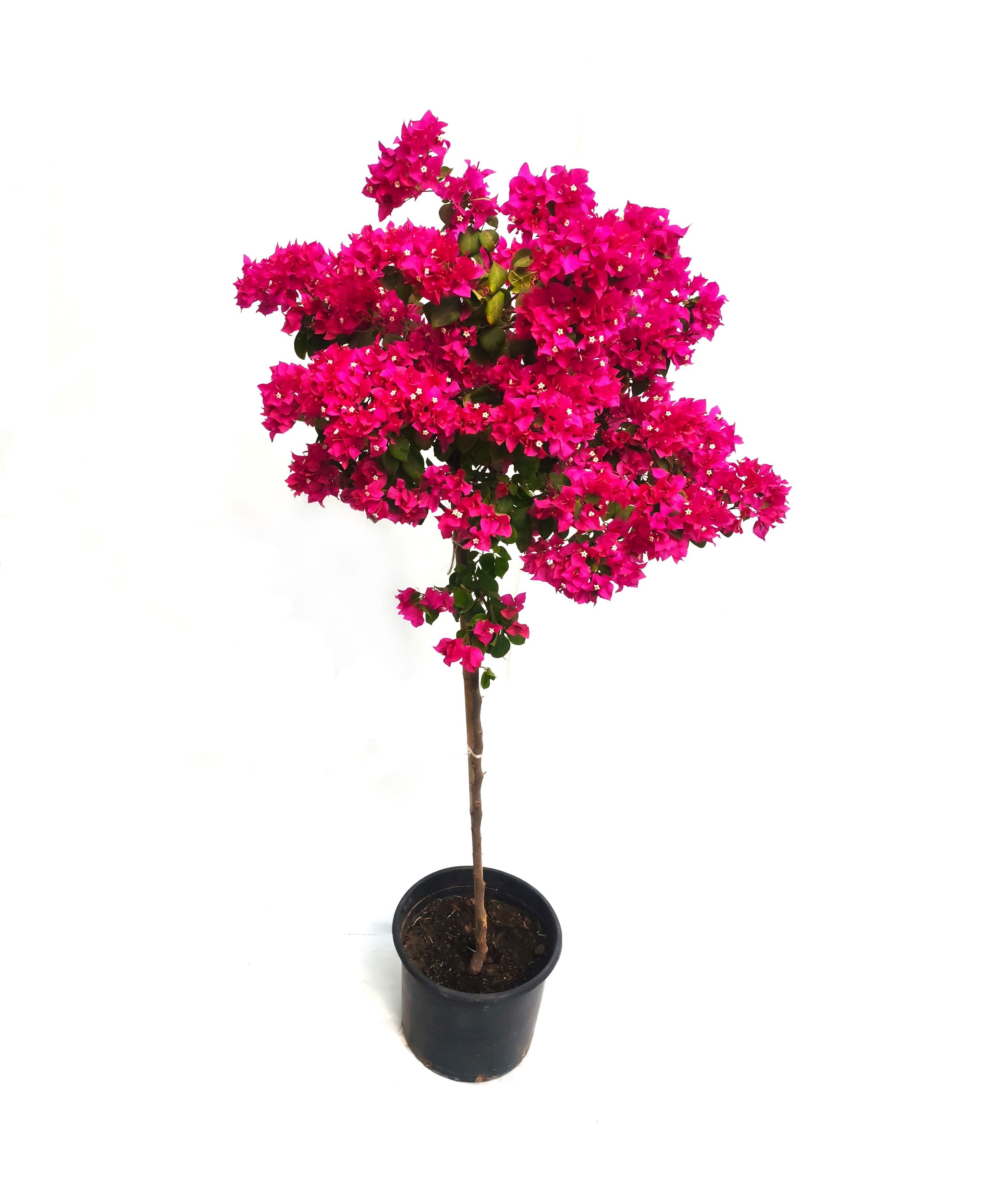 Bougainvillea Climber Mother Online
