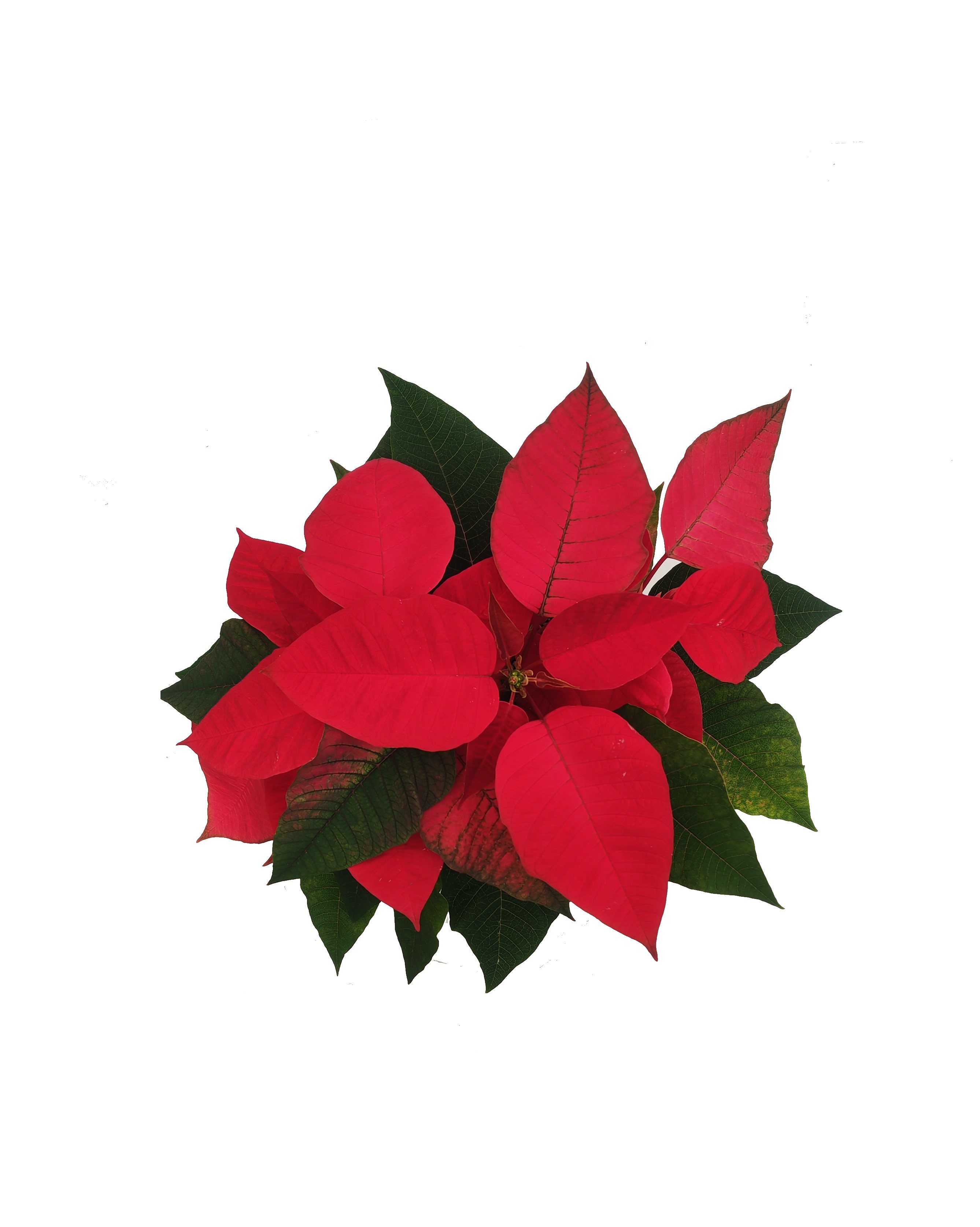Poinsettia Online