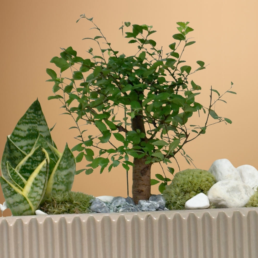 Zelkova Bonsai Garden Online