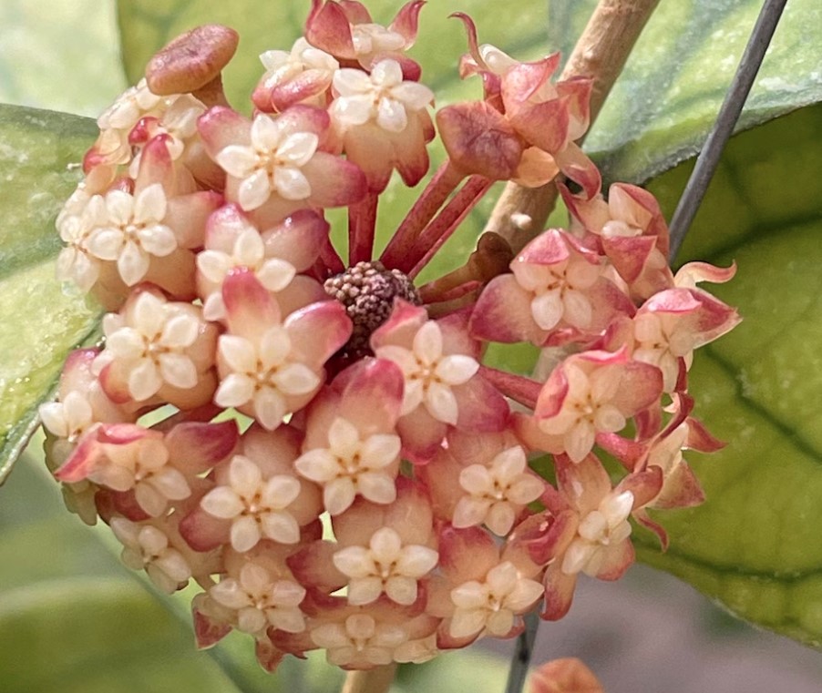 هويا “وتر دروب إيرينا” Online