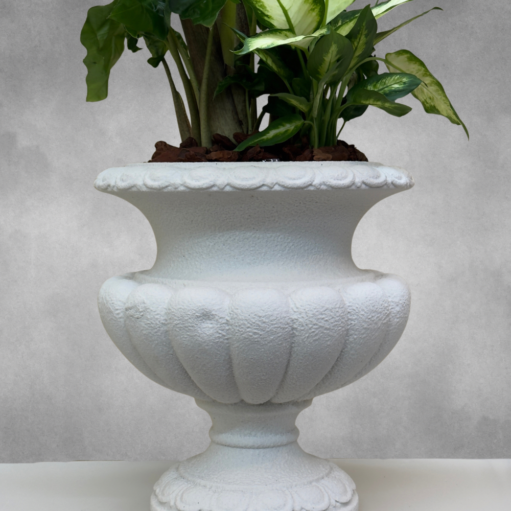 Alocasia Low Rider Online