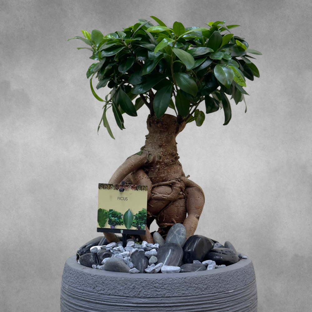 Bonsai Arti Online