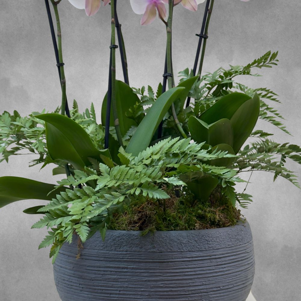 Blooming Madrid Online