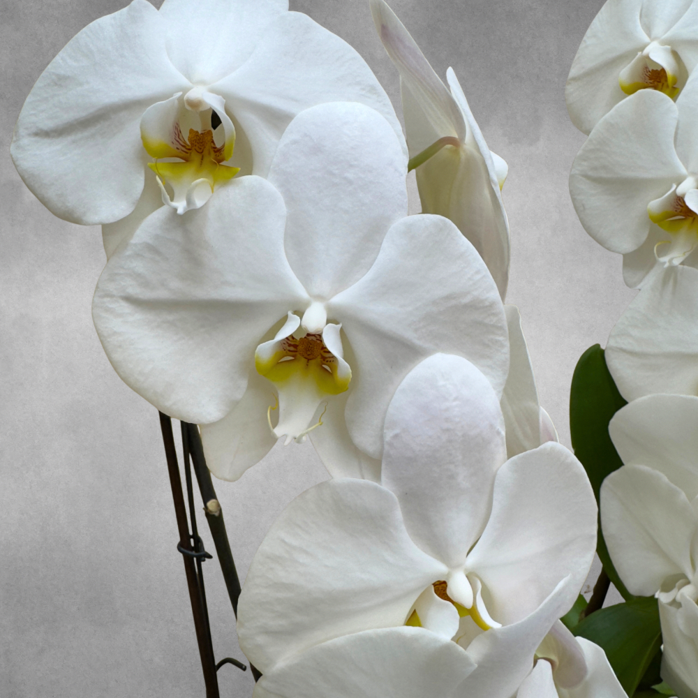 White Twin Curved  Online