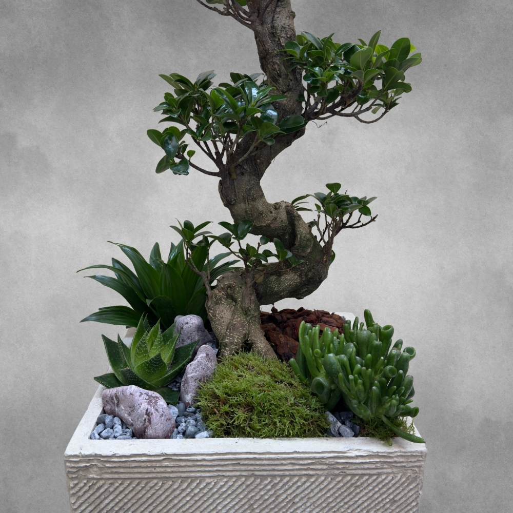Ficus Square Garden Online