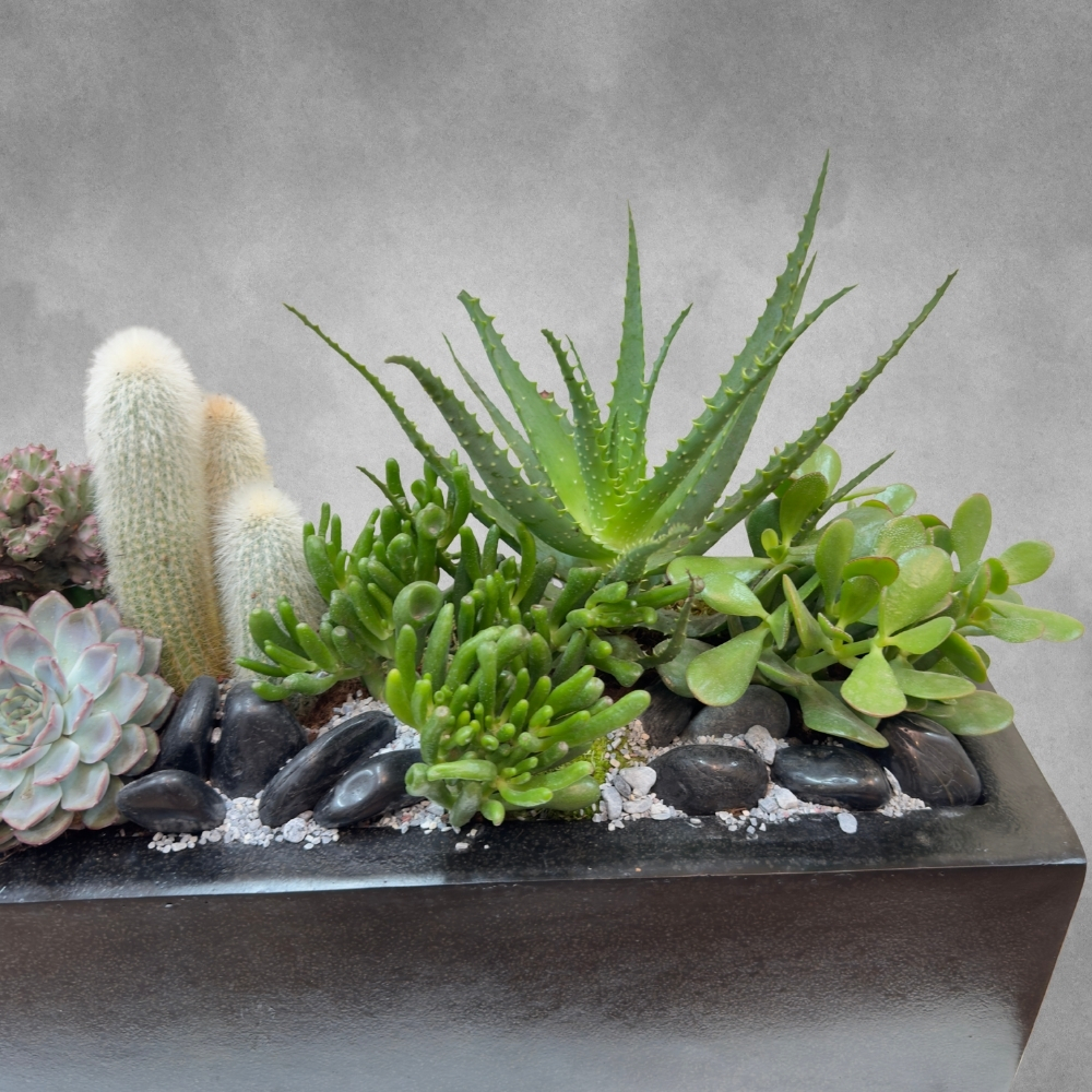Classy Cacti Garden Online