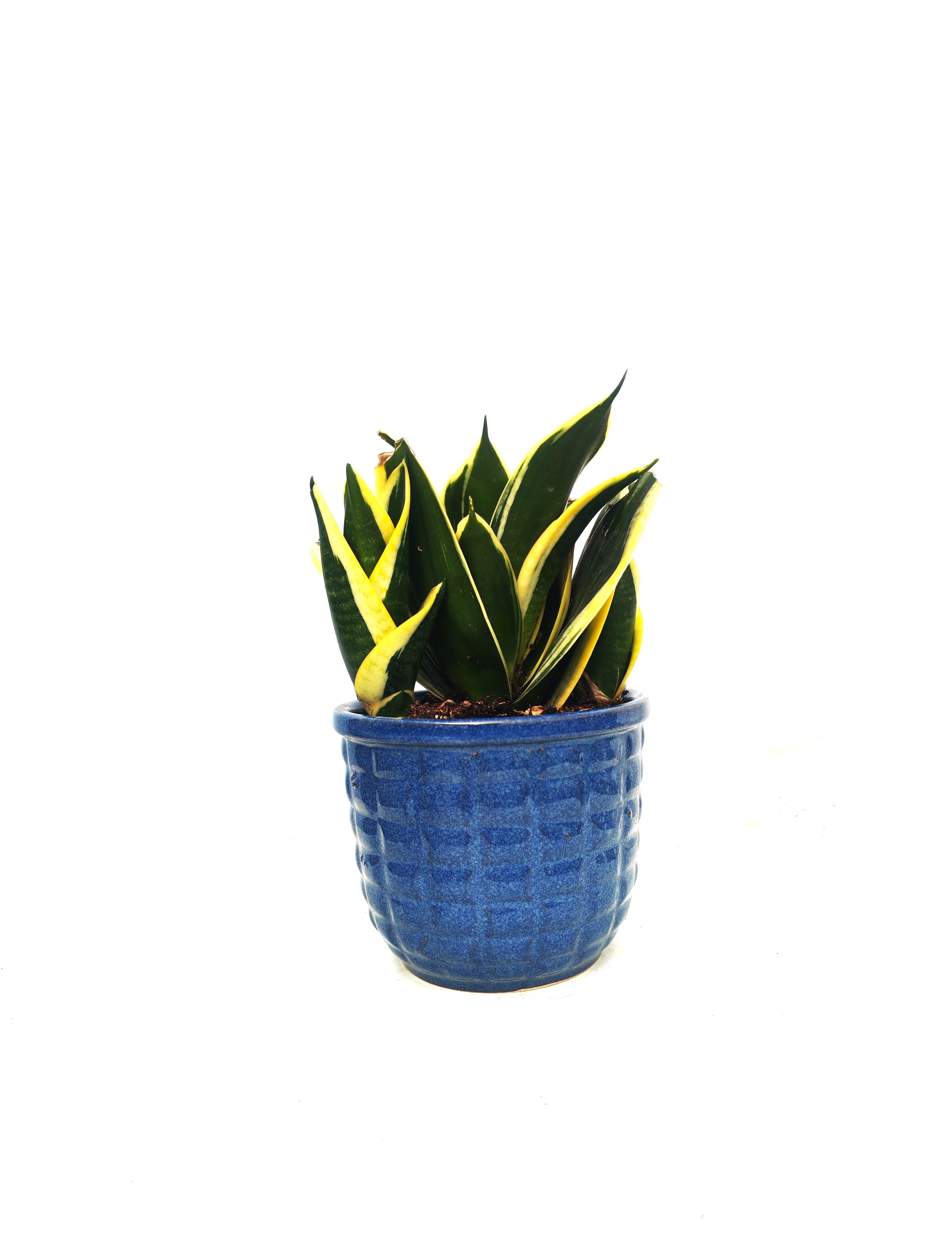 Sansevieria 3 Pcs -Ceramic Pot Online