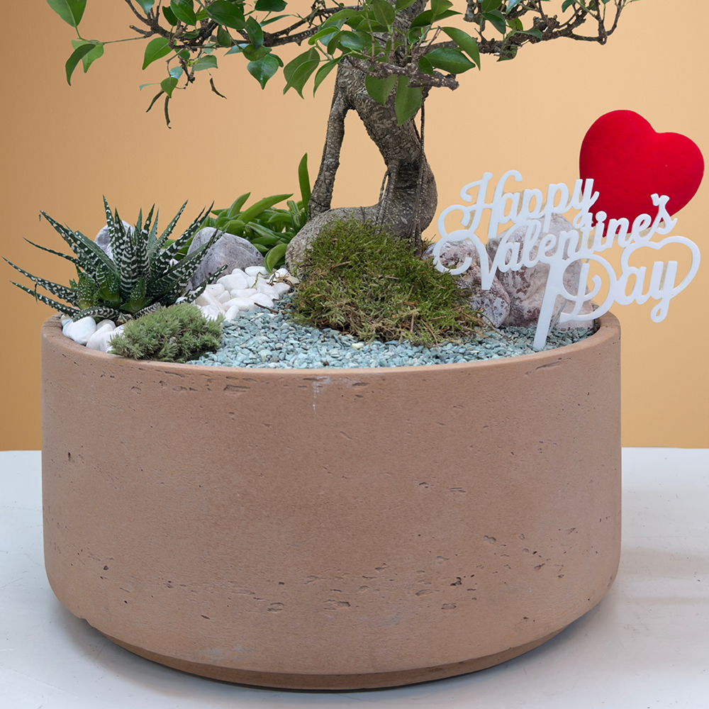 بونساي خاص Online