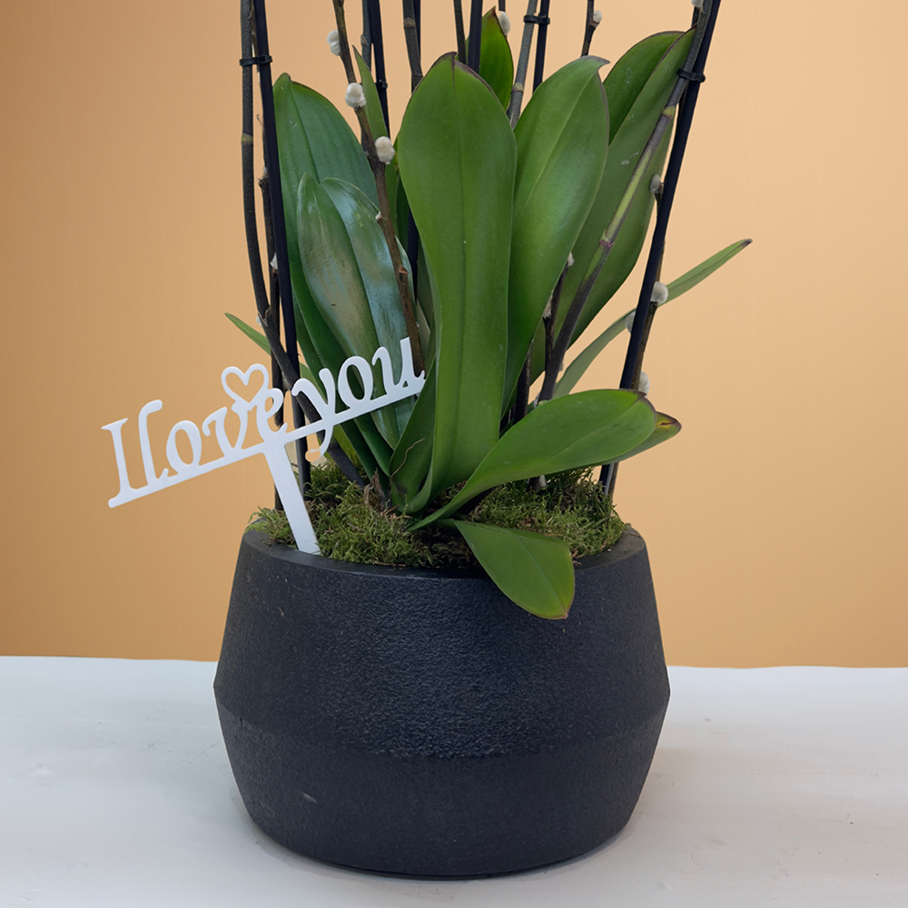 زهرة الأوركيد ذات الشفاه الحمراء (Phalaenopsis) Online