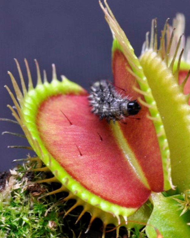 Insect Eater Plant (Dionaea Muscipula) Online