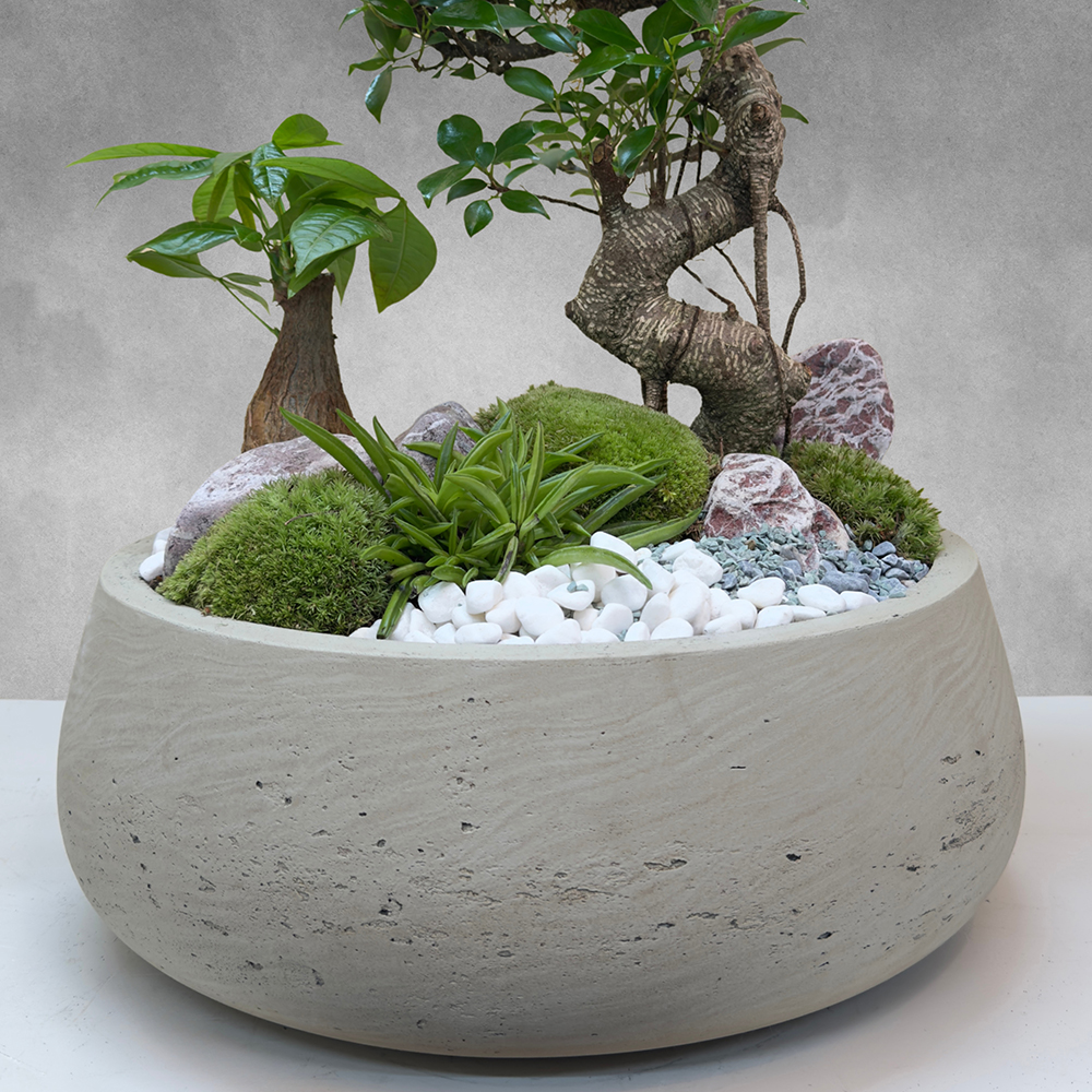 حديقة فيكوس ريتوسا Online