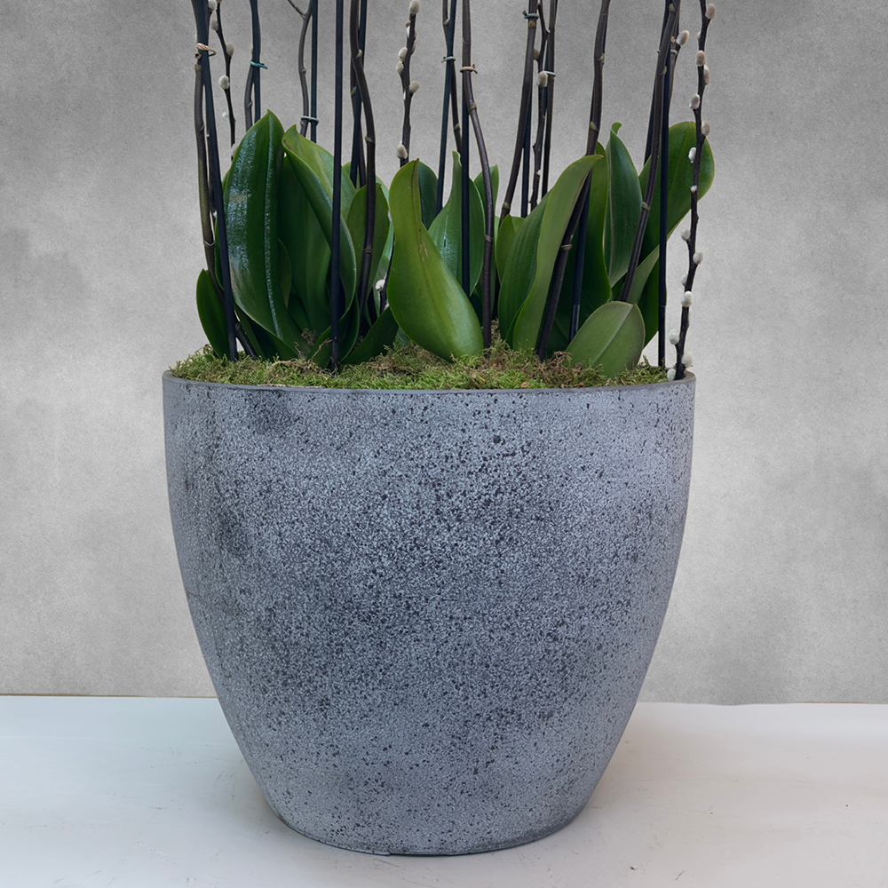 زهرة الأوركيد الخوخية في حلم الكاريبي Online