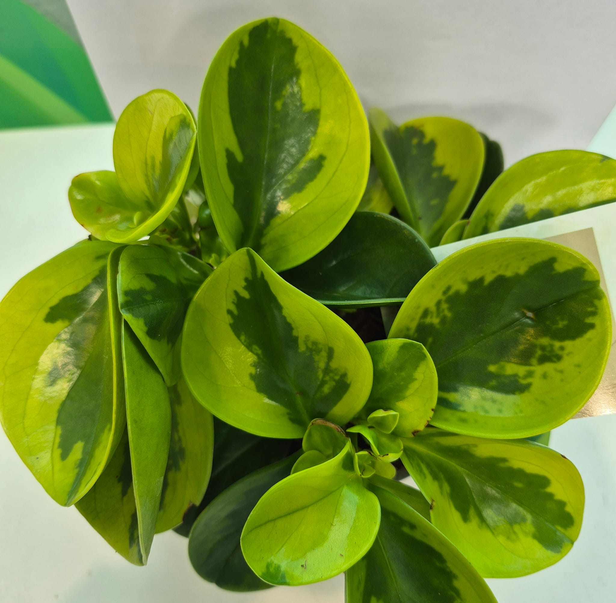 بيبوميا  Online