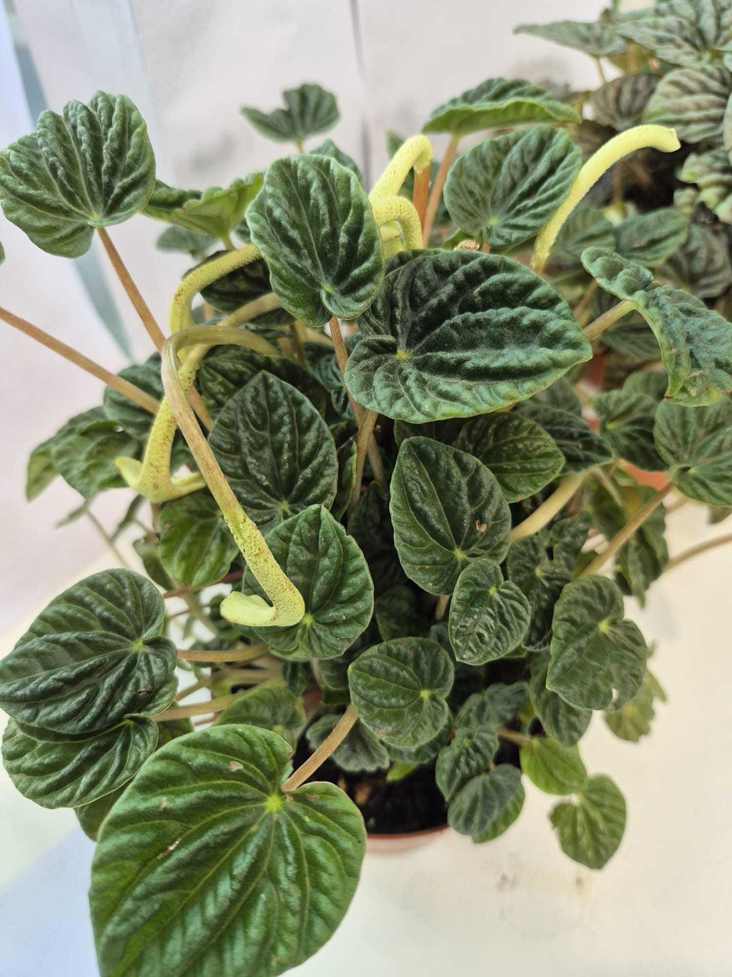 Peperomia Obtusifolia Online