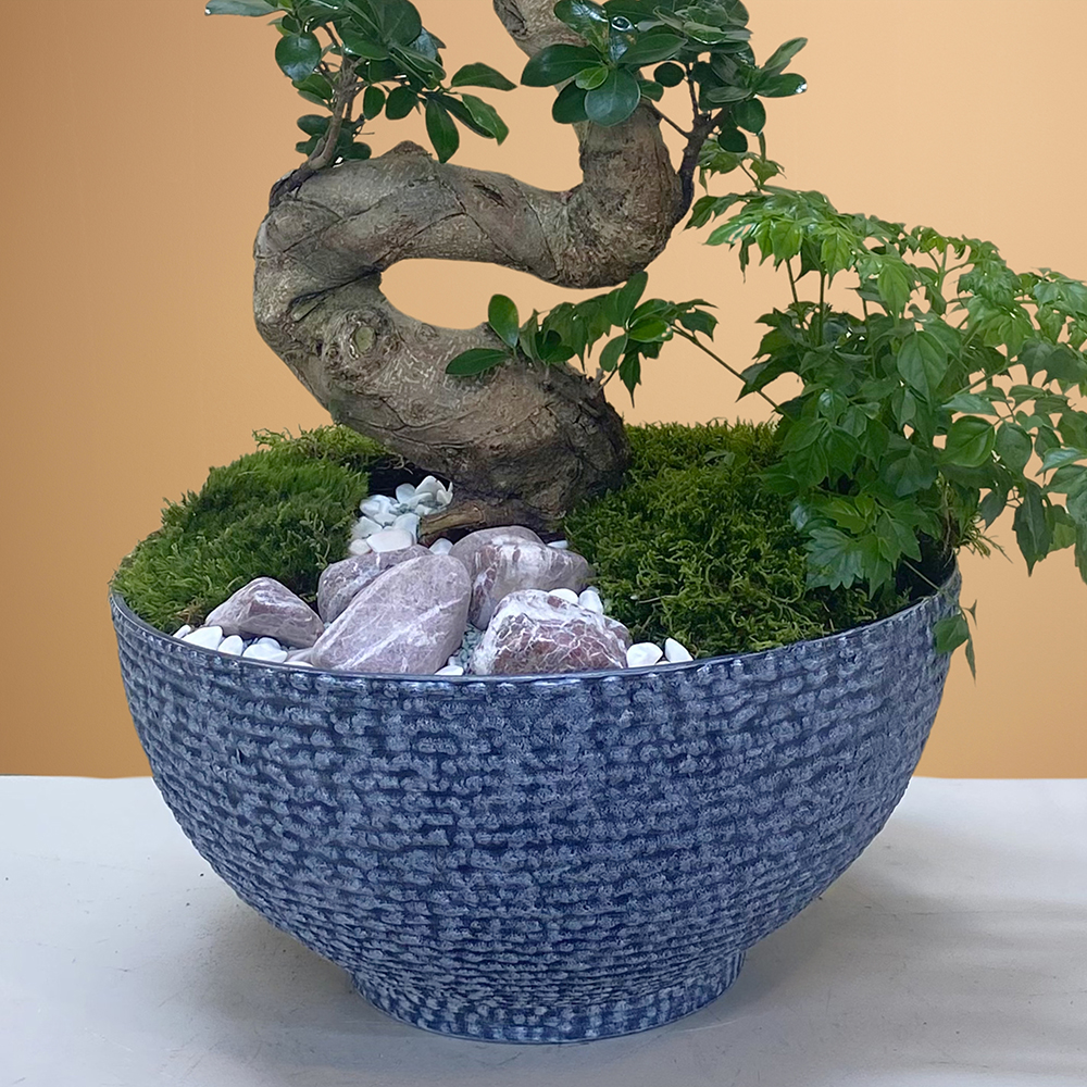 بونساي مذهل في وعاء Online