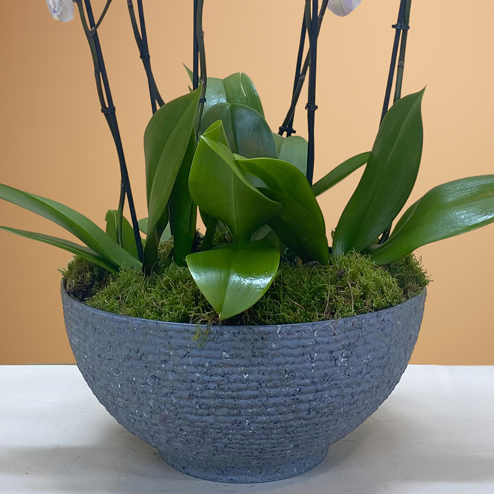 لايت بينك في وعاء Online