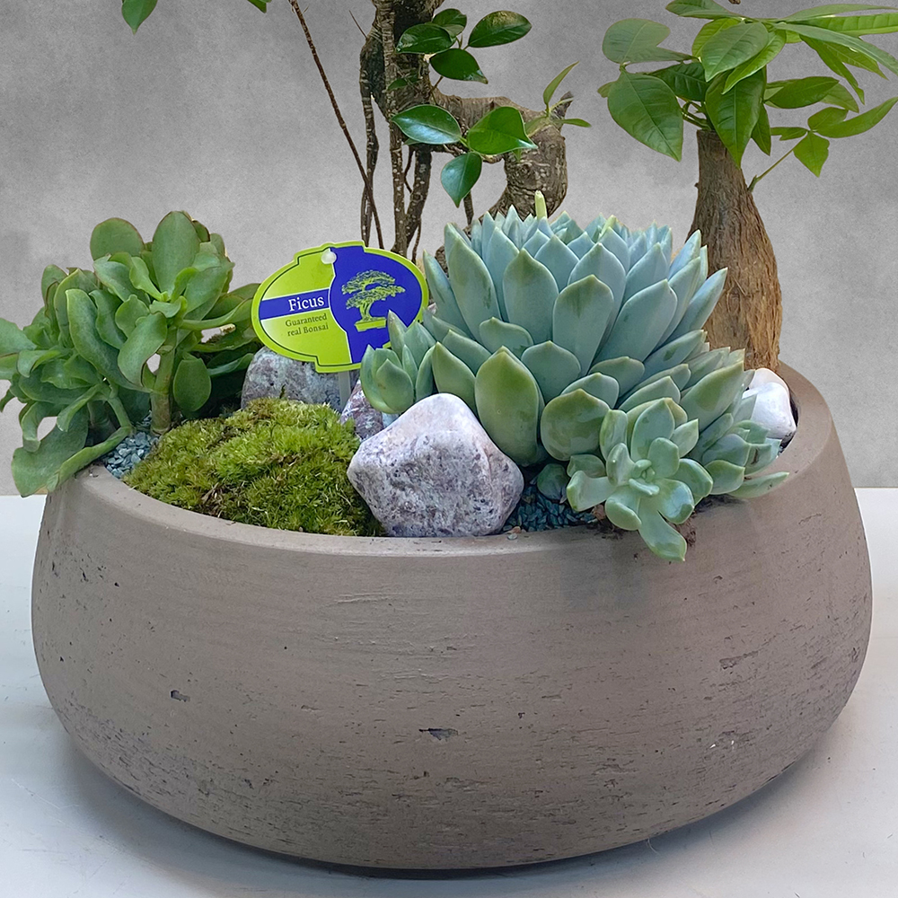 حديقة فيكس ريتوسا 01 Online