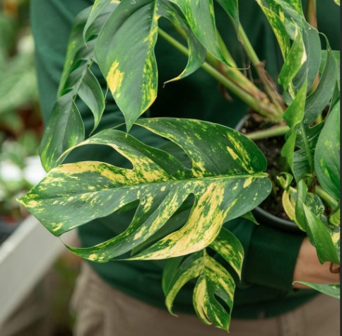 Epipremnum Pinn. Cintho  Goldfinger Online