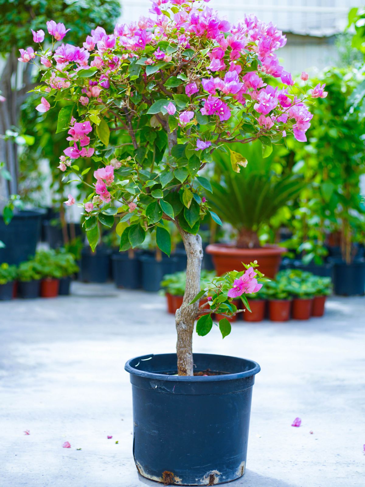 جهنميه - مجنونه Shopping