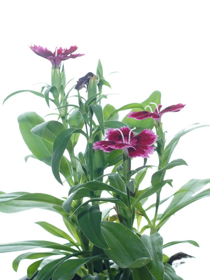 Dianthus 12Pc Shopping