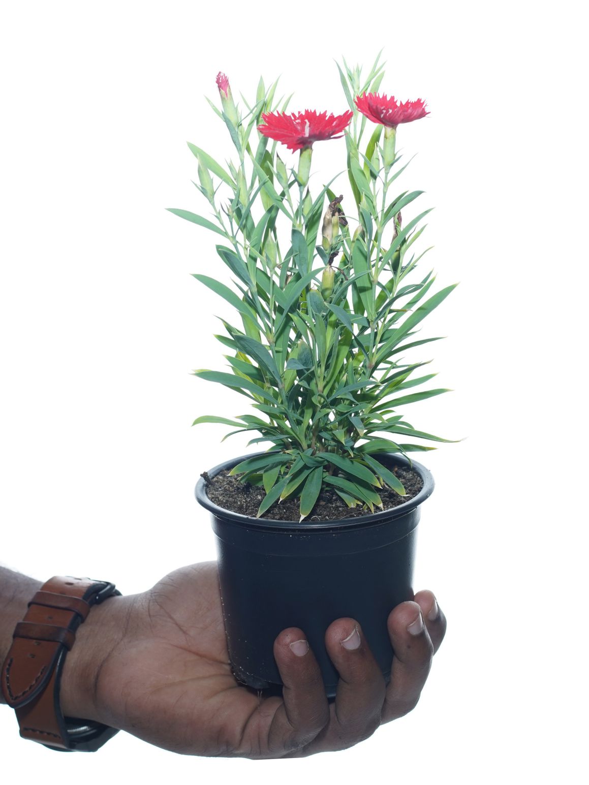 Dianthus 10Pc Online