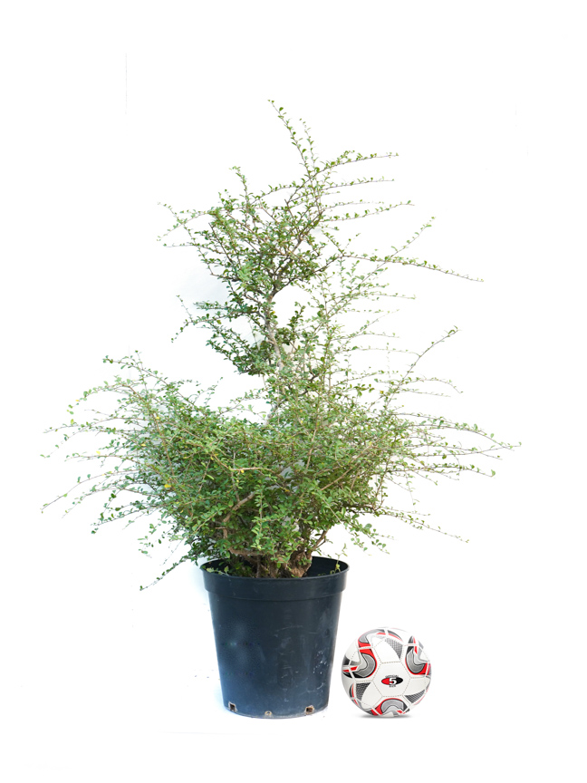 كرمونا Shopping