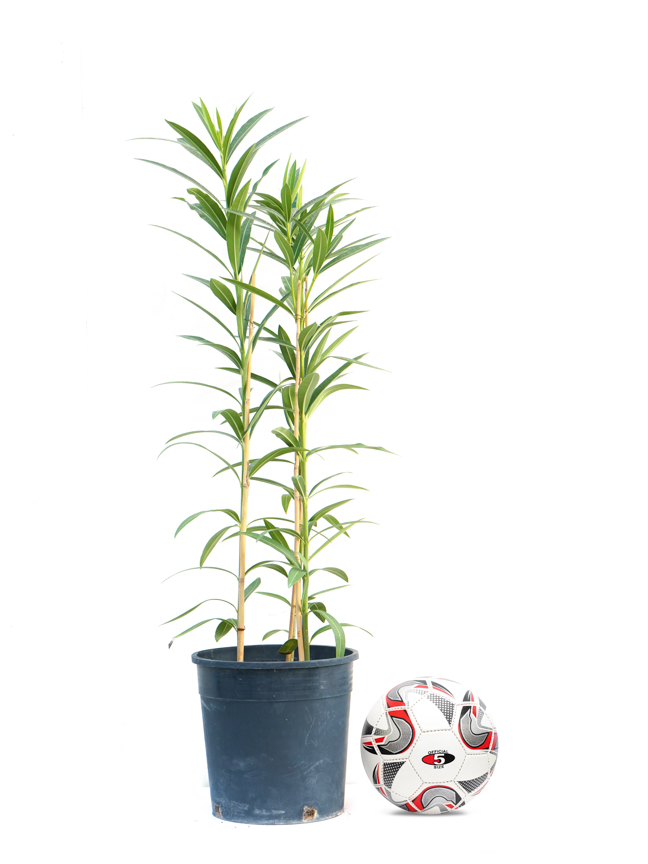 الدفلة نيريوم Shopping