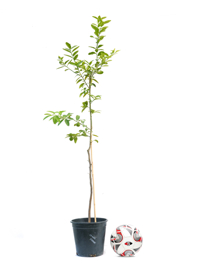 Lemon Shehri Shopping