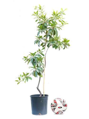 Sapota Chicks Shopping