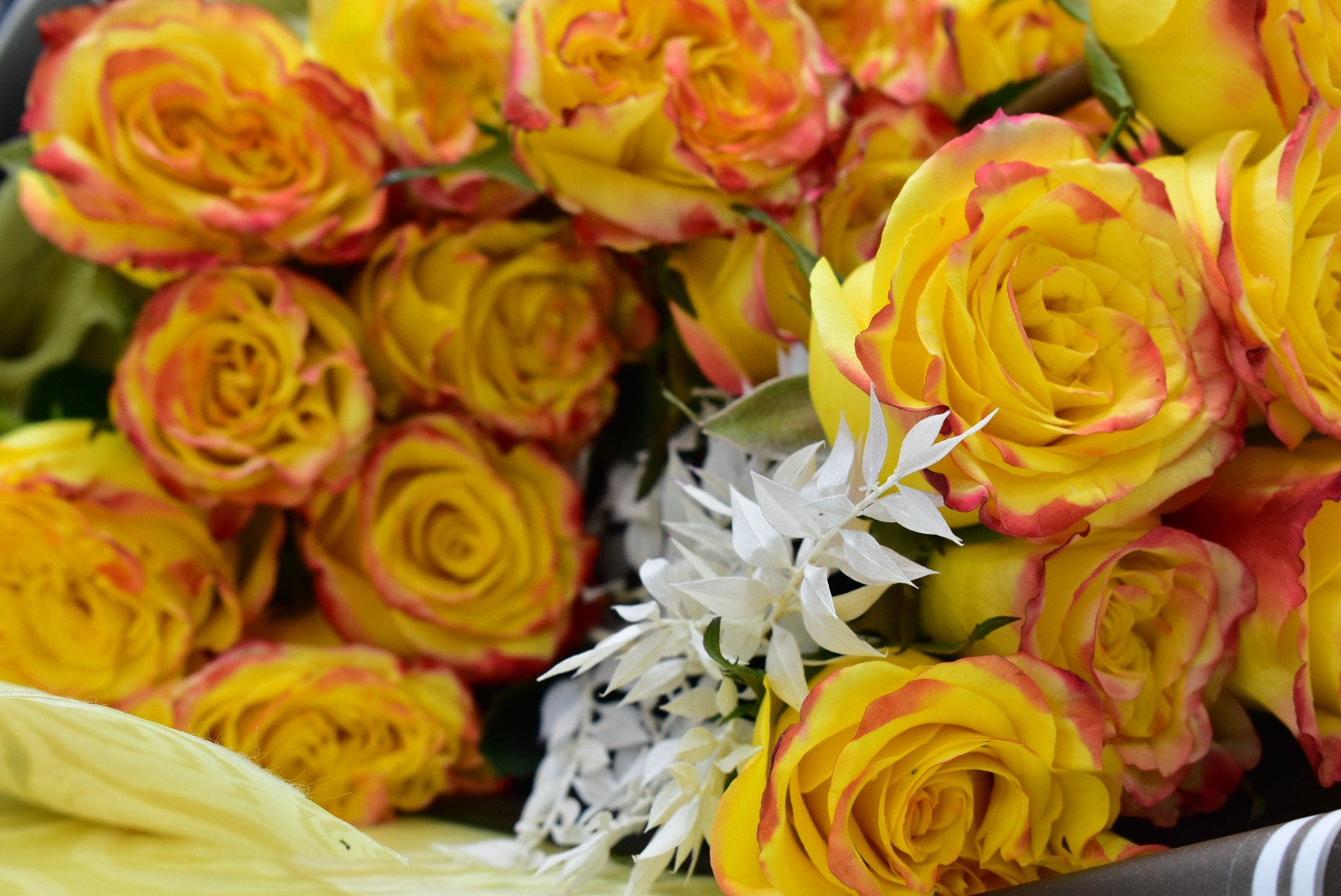 Mashatel Kuwait Plant a Life