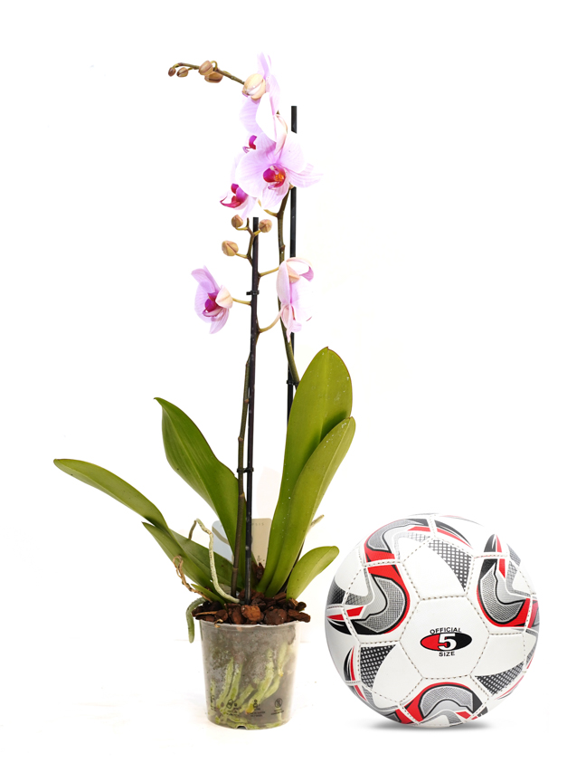 Phalaenopsis Orchid  'Indoor Plants Flowering Plants